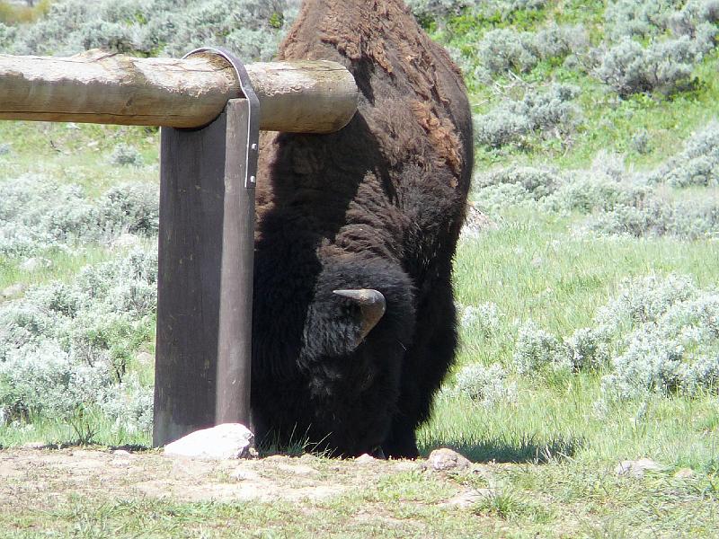 Bison rubbing off old fur.jpg - This big boy is rubbing on the post to get rid of his winter fur.